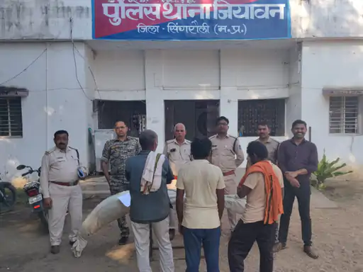 मक्का-अरहर के बीच गांजे की खेती, पिता-पुत्र समेत 3 गिरफ्तार:सिंगरौली में खेत से 16 पौधे जब्त, 4 से 9 फीट तक ऊंचे पौधे उगाए जा रहे थे